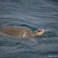 Caretta caretta Linnaeus, 1758